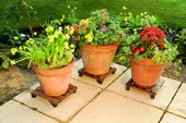 Kleeneze Plant Rollers